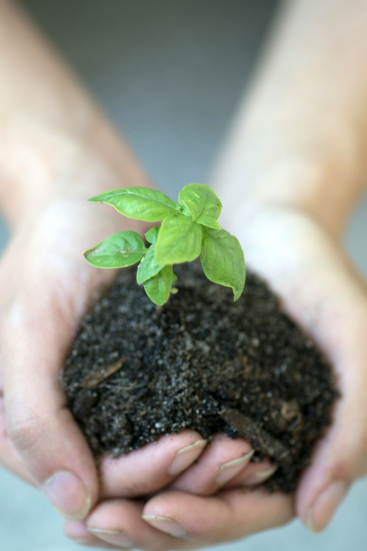 Hender holder en liten plante som symbol paa vekst
